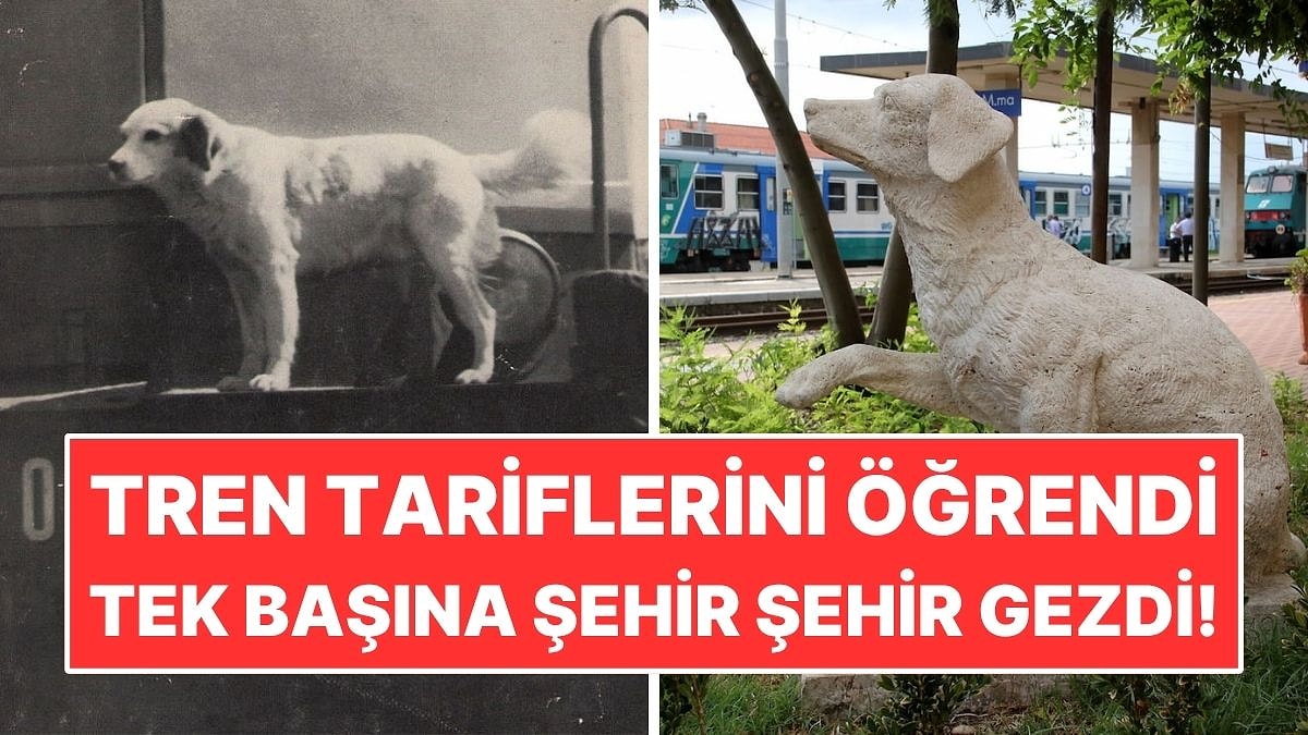 Tren Tarifelerini Öğrenen Köpek Tek Başına Şehir Şehir Gezdi