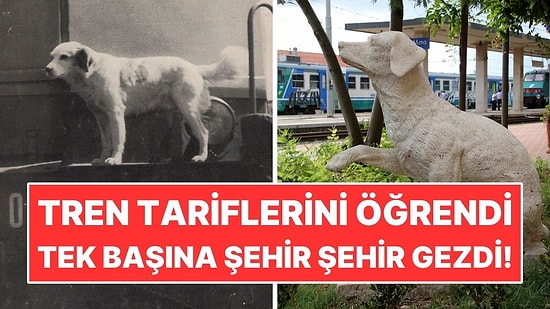Tren Tarifelerini Öğrenen Köpek Tek Başına Şehir Şehir Gezdi