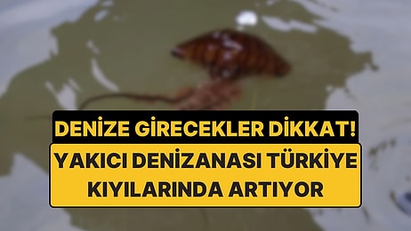 Denize Girecekler Dikkat: Türkiye Denizlerinde Pusula Denizanası Yüzde 70 Arttı
