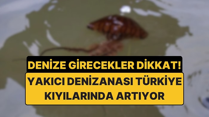 Denize Girecekler Dikkat: Türkiye Denizlerinde Pusula Denizanası Yüzde 70 Arttı