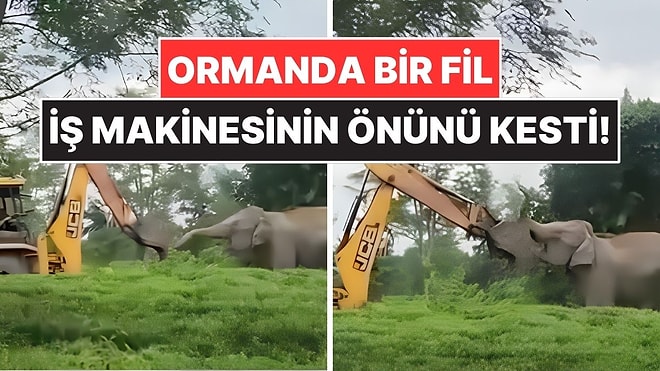 İş Makinesi Ormana Girdi, Fil Önüne Geçip Yol Vermedi! Görüntüler Yeniden Viral Oldu