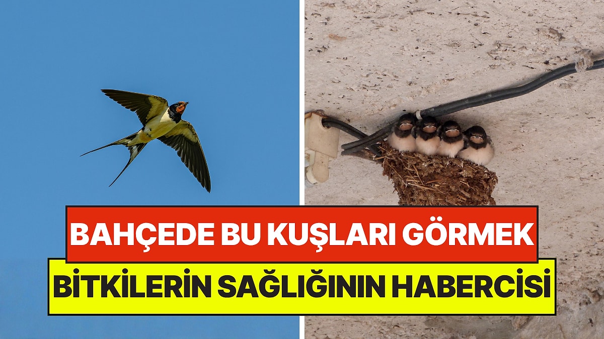 Bahçe Uzmanları Açıkladı: Bahçenizde Bu Kuşları Görmek Bitki Sağlığının Habercisi