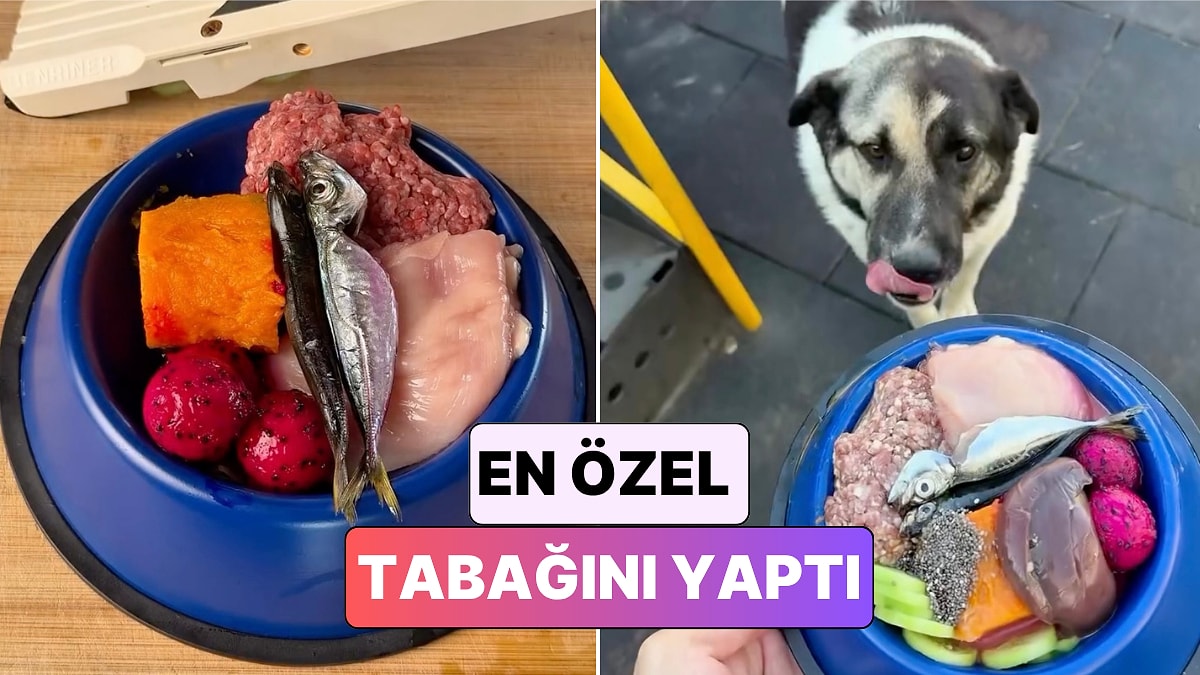 Eski MasterChef Yarışmacısı Emir Elidemir Bir Sokak Köpeği İçin Ziyafet Hazırladı