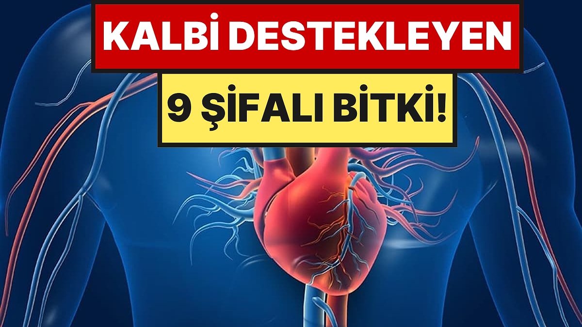 Kalp Kasını Güçlendiriyor, Kalp Yetmezliği Semptomlarını Azaltıyor: Kalbi Güçlendiren 9 Şifalı Bitki