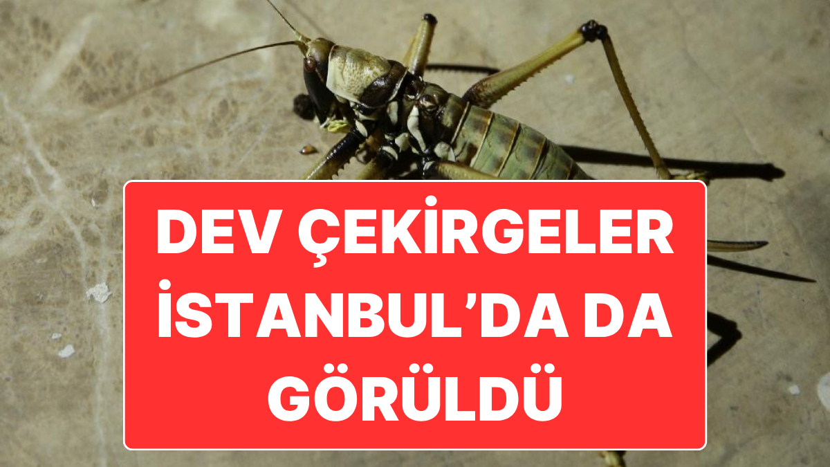 s-eae2c504a87781c821f730ac5c16c9c50cc28167.jpg