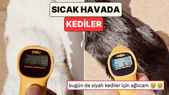 Yaz Sıcağında Siyah Kedilerin ve Beyaz Kedilerin Vücut Isıları Ölçüldü