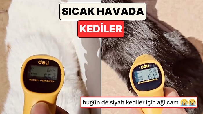 Yaz Sıcağında Siyah Kedilerin ve Beyaz Kedilerin Vücut Isıları Ölçüldü