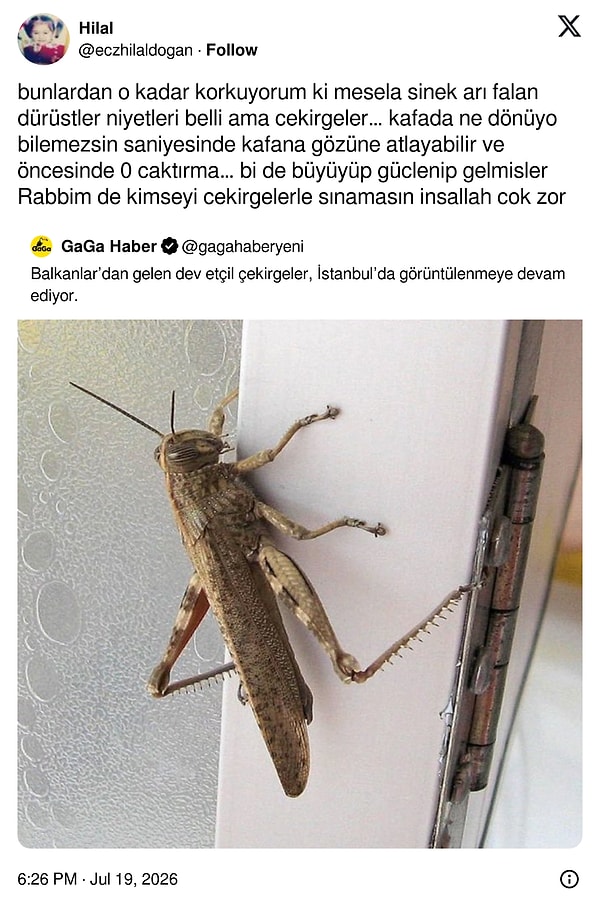 Biraz da çekirge gündemi...