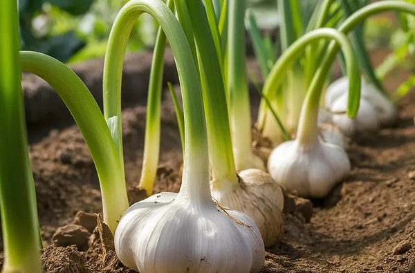 Sarımsak