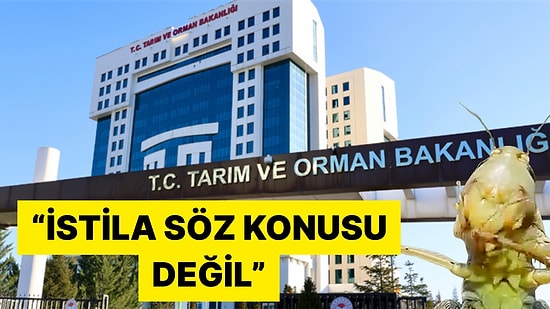 Tarım ve Orman Bakanlığı İstanbul ve Çevresindeki Çekirge İstilası İddialarını Yalanladı