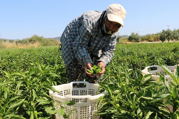 Torbalı’nın ilk, İzmir’in ise 35’inci coğrafi işaretli ürünü olan biberin tarihi geçmişine dikkat çeken Torbalı Ticaret Odası Başkanı Abdulvahap Olgun, ürünün bölgenin özel toprak yapısı ve nem oranı sayesinde bu kaliteye ulaştığını belirtti.