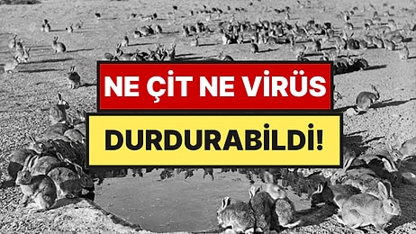 24 Tanesini Doğaya Saldılar Sayıları Tam 600 Milyona Ulaştı