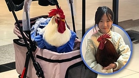 Chickens in Strollers Become the Latest Pet Trend