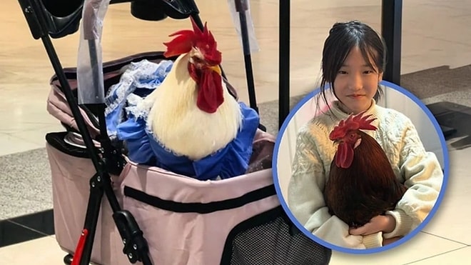 Chickens in Strollers Become the Latest Pet Trend