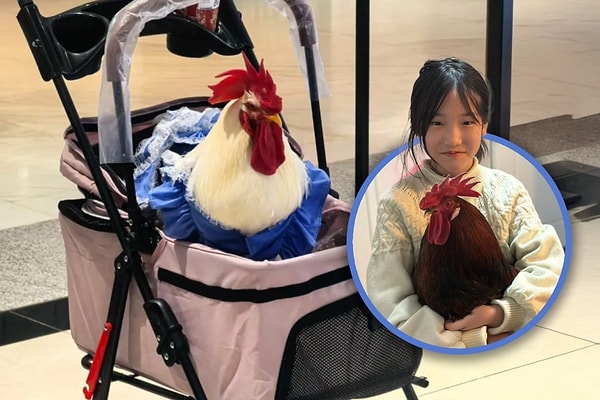 Chickens have transformed into companions living within the house.