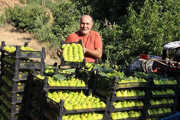Manisa’nın Turgutlu ilçesine özgü ve dünyada yalnızca 7 mahallede (Avşar, Dalbahçe, Kurudere, Yayla, Aşağı Bozkır, Yukarı Bozkır ve Osmancık) yetiştirilen yediveren incirinde ilk rekoltenin son günleri yaşanıyor.