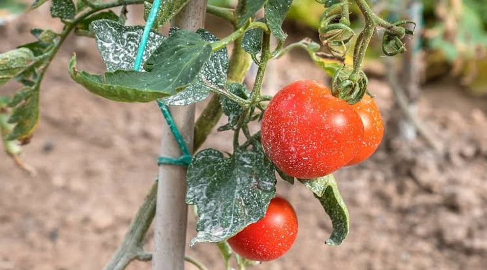 Rising Temperatures Force Farmers to Spray Clay on Tomatoes