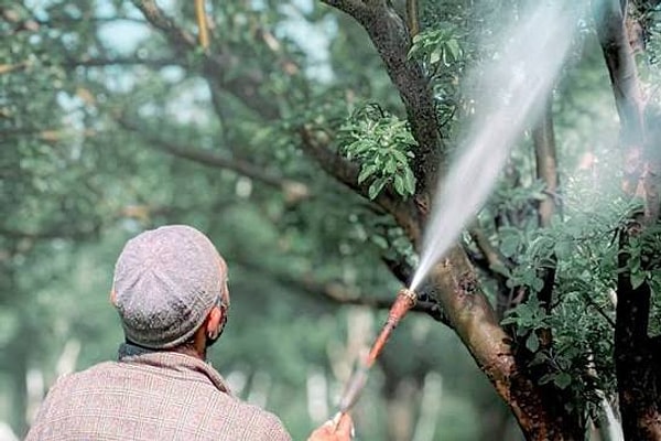 This traditional method, which dates back centuries in China and Central Asia, has become one of the most significant components of sustainable agriculture today.