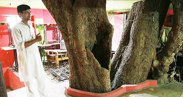 The unique bond that the Singh family has formed with nature is not limited to its visual appeal alone: