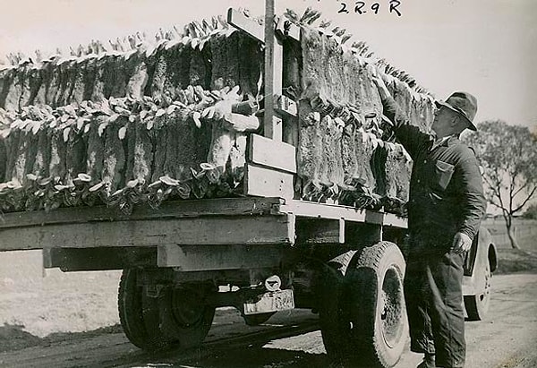 Following their release, the rabbit population spiraled out of control in a short span of time due to their exponential increase.