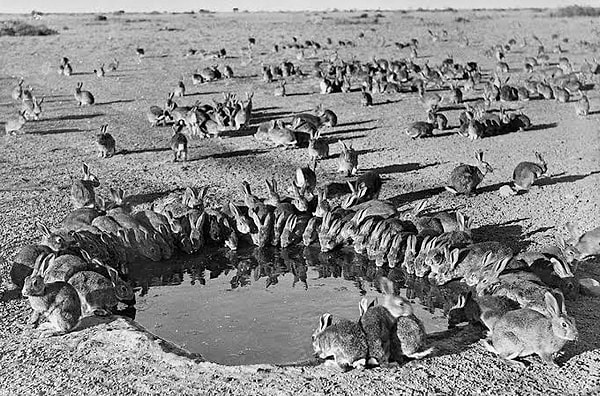 Released 24 into Nature, Population Reaches 600 Million