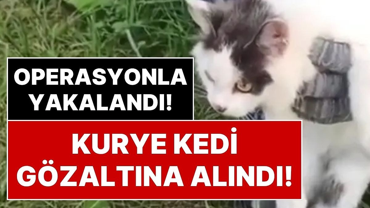 Yasaklı Madde Kuryeliği Yapan Kediye Operasyon Yapıldı: Tasmasından Çıkanlar Şoke Etti!