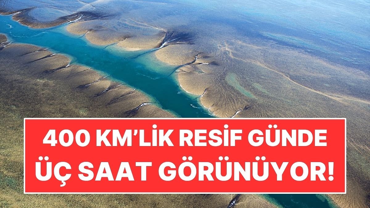 400 Kilometrekarelik Resif Günde Sadece Üç Saat Görünüyor: Sonra Sular Yutuyor