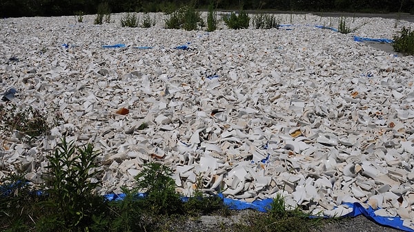 Oysters not only purify the water, but also protect the shoreline against waves.