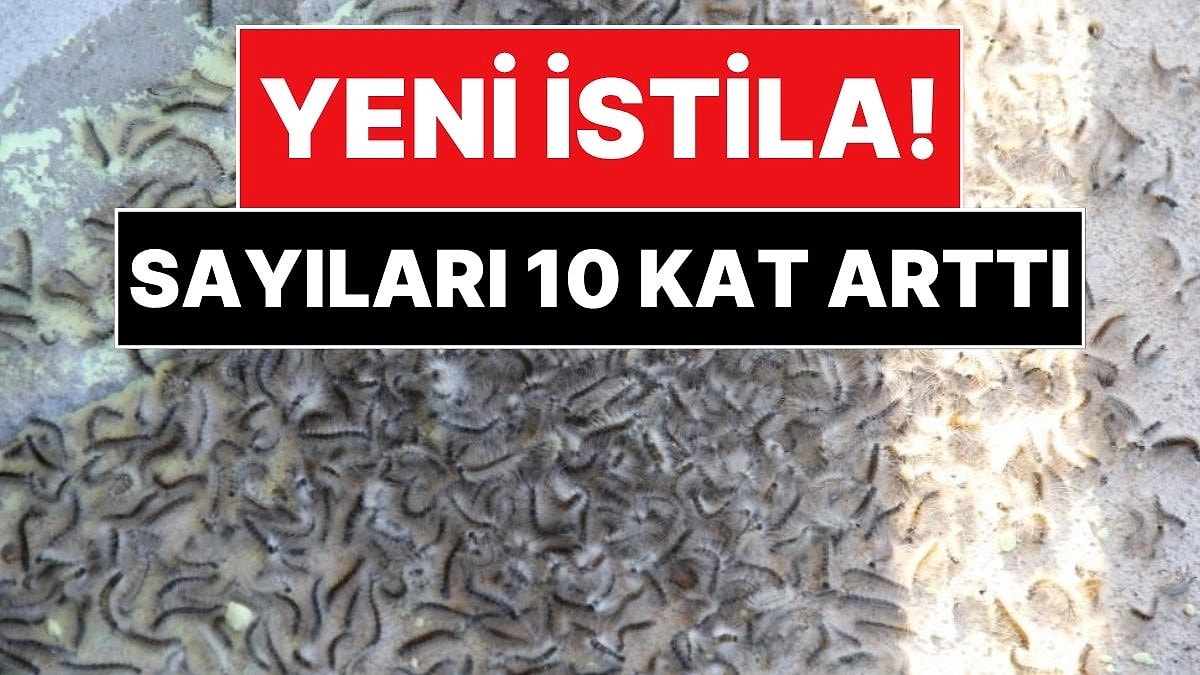 Tarımı Bekleyen Yeni Tehlike: Vampir ve Kokarcadan Sonra Amerikan Beyaz Kelebeği Alarmı