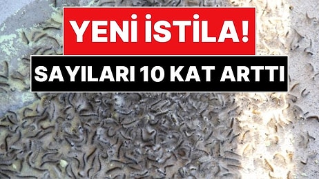 Tarımı Bekleyen Yeni Tehlike: Vampir ve Kokarcadan Sonra Amerikan Beyaz Kelebeği Alarmı