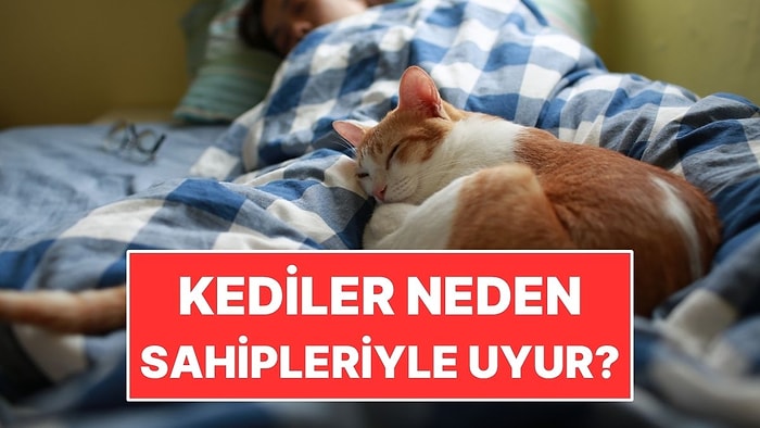 Kediler Neden Kendi Yatakları Yerine Sahipleriyle Uyur?