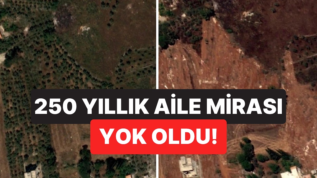 250 Yıllık Aile Mirası Yok Oldu! Aktivist Yaşadıklarını Anlattı: "İsrail Ordusu Zeytin Ağaçlarımızı Yok Etti"