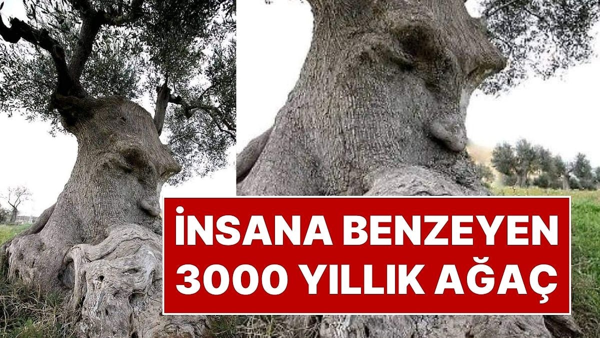 Asırlara Meydan Okuyan Doğal Anıt: Üç Bin Yıllık Zeytin Ağacının İnanılmaz Görüntüsü