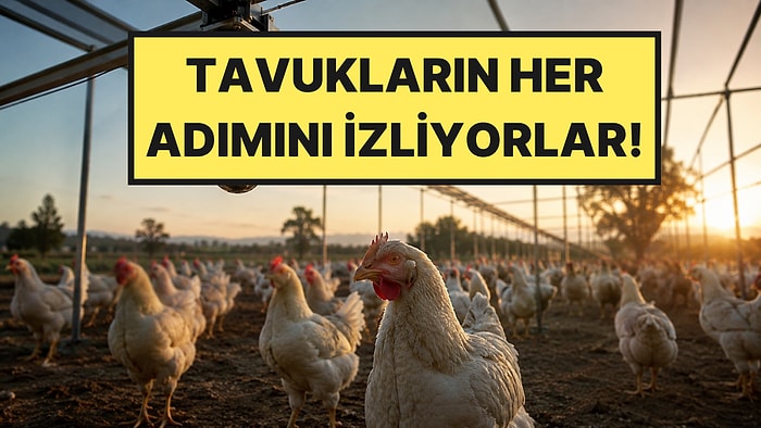 Binlerce Tavuğu Gece Gündüz Takip Etmeye Başladılar