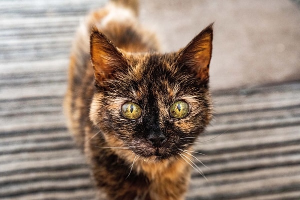 İngiltere'de yaşayan 31 yaşındaki Millie isimli kedi, yaşıyla görenleri şaşkına çeviriyor.