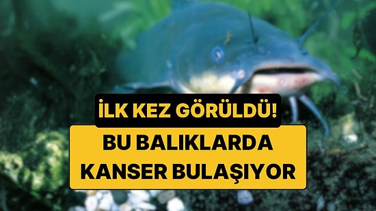 Bilim İnsanları, Balıklarda İlk Kez Bulaşıcı Kanser Tespit Etti