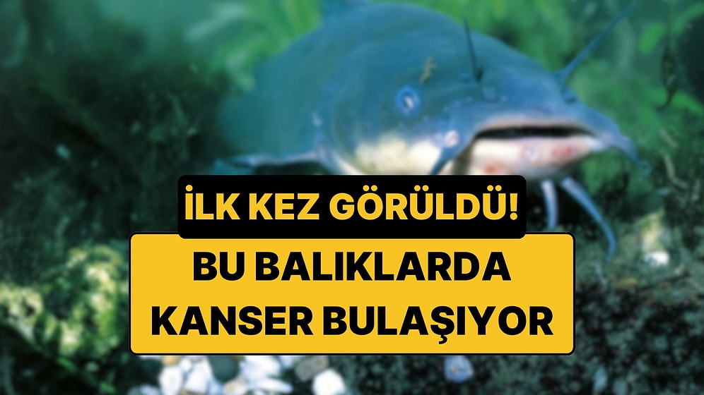 Bilim İnsanları, Balıklarda İlk Kez Bulaşıcı Kanser Tespit Etti