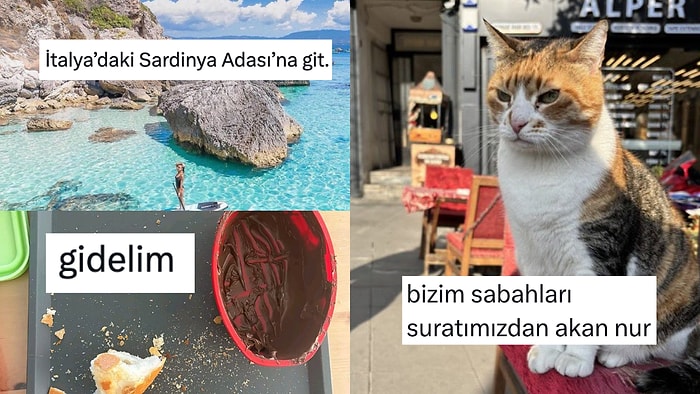 Gezi Önerisi Sayfalarından Memnuniyetsiz Kediye Son 24 Saatin Viral Tweetleri