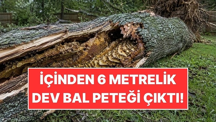 Bahçedeki Ağaç Devrildi: İçinden 6 Metrelik Dev Bal Peteği Çıktı!