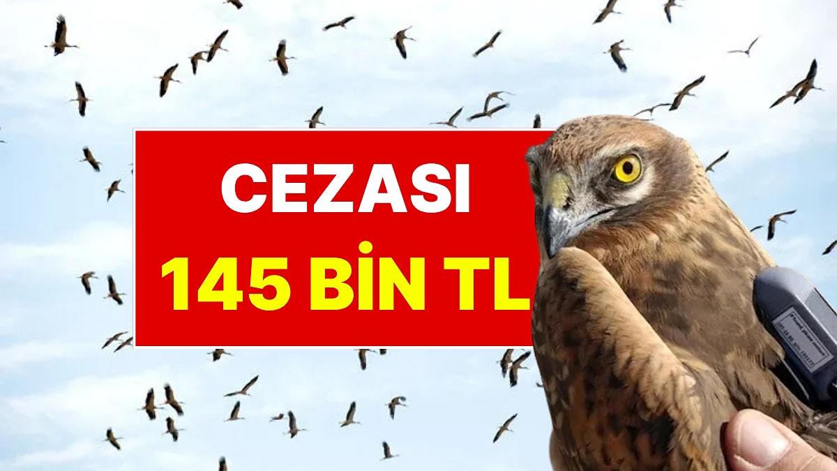 Bu Kuşları Avlamanın Cezası 145 Bin TL