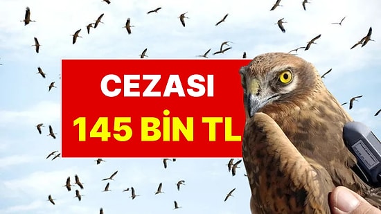 Bu Kuşları Avlamanın Cezası 145 Bin TL
