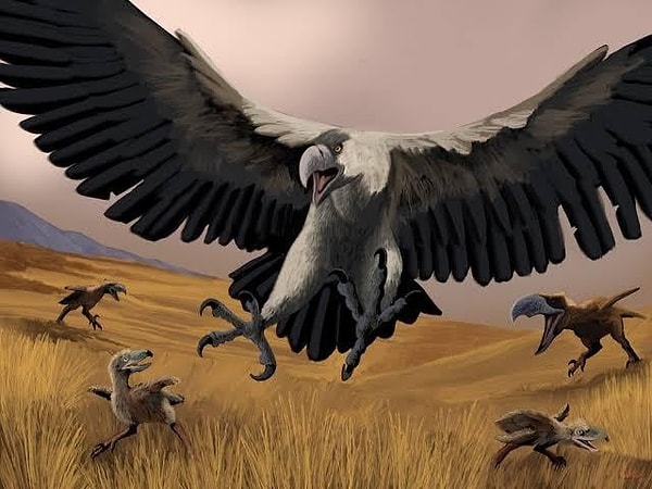 Bilim insanları, Argentavis'in günümüz kuşları gibi sürekli kanat çırparak uçmadığını düşünüyor.