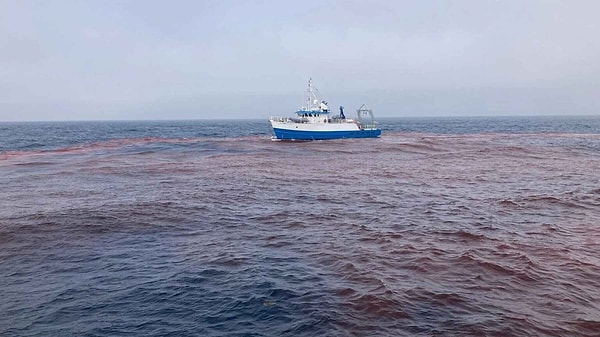 Elde Edilen İlk Veriler Deniz Ekosisteminin Bu Müdahaleden Zarar Görmediğini Gösteriyor