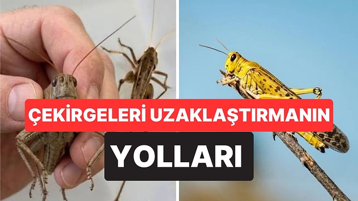 Eve Giren Çekirgelerden Kurtulmanın Doğal Yöntemleri Açıklandı
