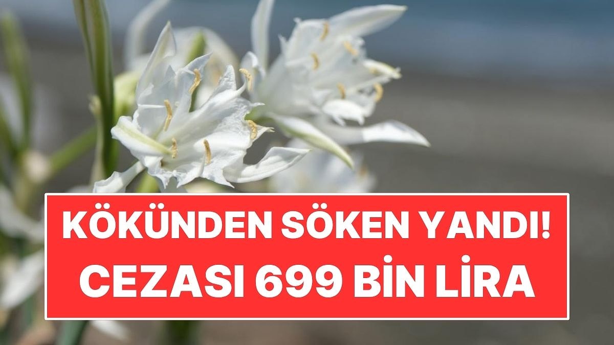 Sahillerde Açmaya Başlayan Çiçeği Kökünden Söken Yandı! Cezası 699 Bin Lira