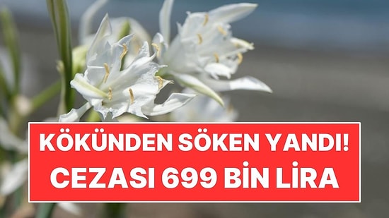 Sahillerde Açmaya Başlayan Çiçeği Kökünden Söken Yandı! Cezası 699 Bin Lira