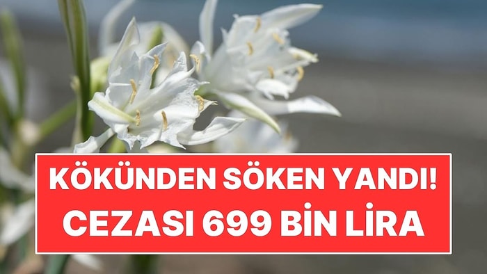 Sahillerde Açmaya Başlayan Çiçeği Kökünden Söken Yandı! Cezası 699 Bin Lira