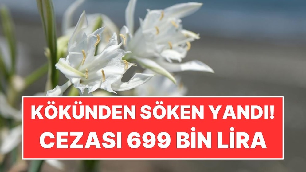 Sahillerde Açmaya Başlayan Çiçeği Kökünden Söken Yandı! Cezası 699 Bin Lira