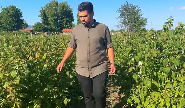 Orman Meyveleri Üreticiliği Geleneksel Tarım Yöntemlerine Kıyasla Yüksek Getiri Sağlıyor