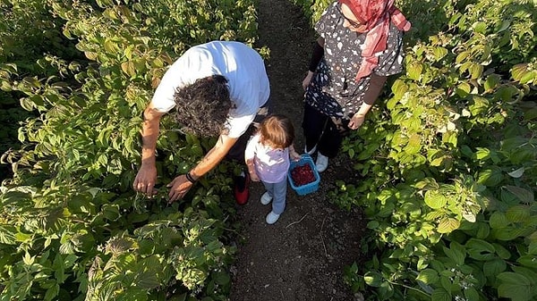 Kimyasal Kullanımı Yerine Organik Mücadele Yöntemleri Tercih Edilerek Agroturizm Faaliyetleri Yürütülüyor